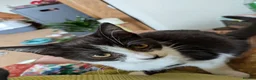 Mixed Breed cats for sale: Tuxedo girls - Advert 3
