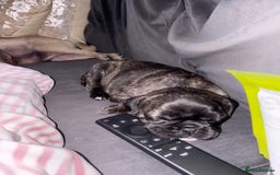 Frug dogs for sale: Girl frug ready to go to her forever home - Image 18