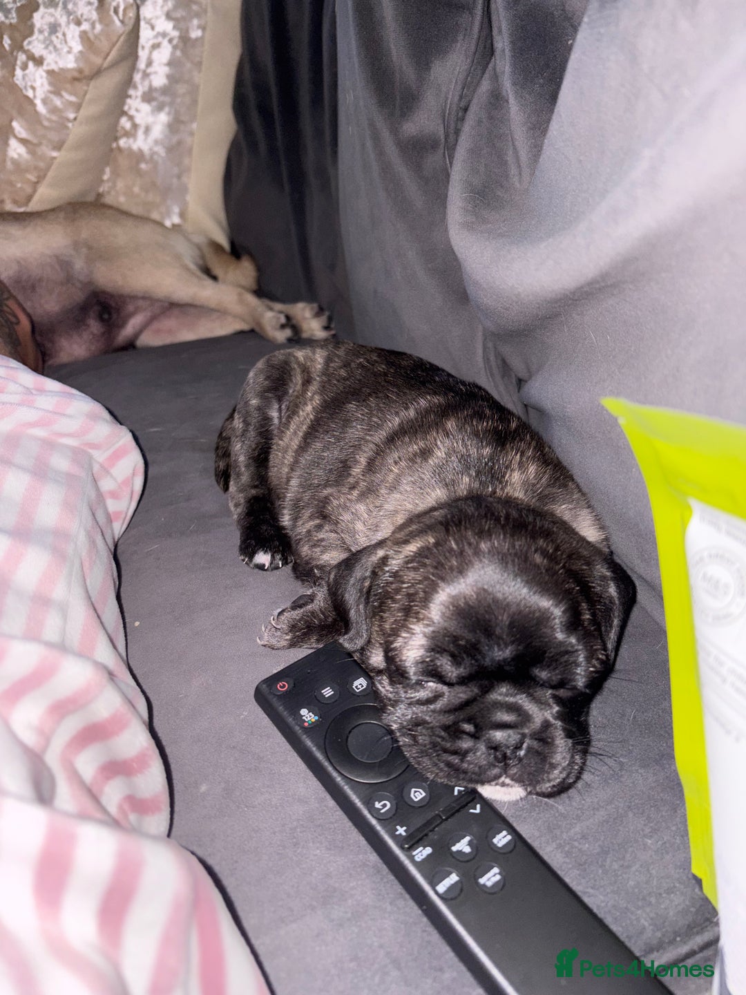Frug dogs for sale: Girl frug ready to go to her forever home - Image 18
