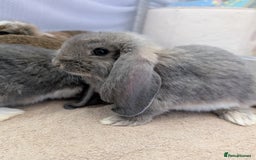 French Lop rabbits for sale: Beautiful Purebred French Lops For Sale - Image 8