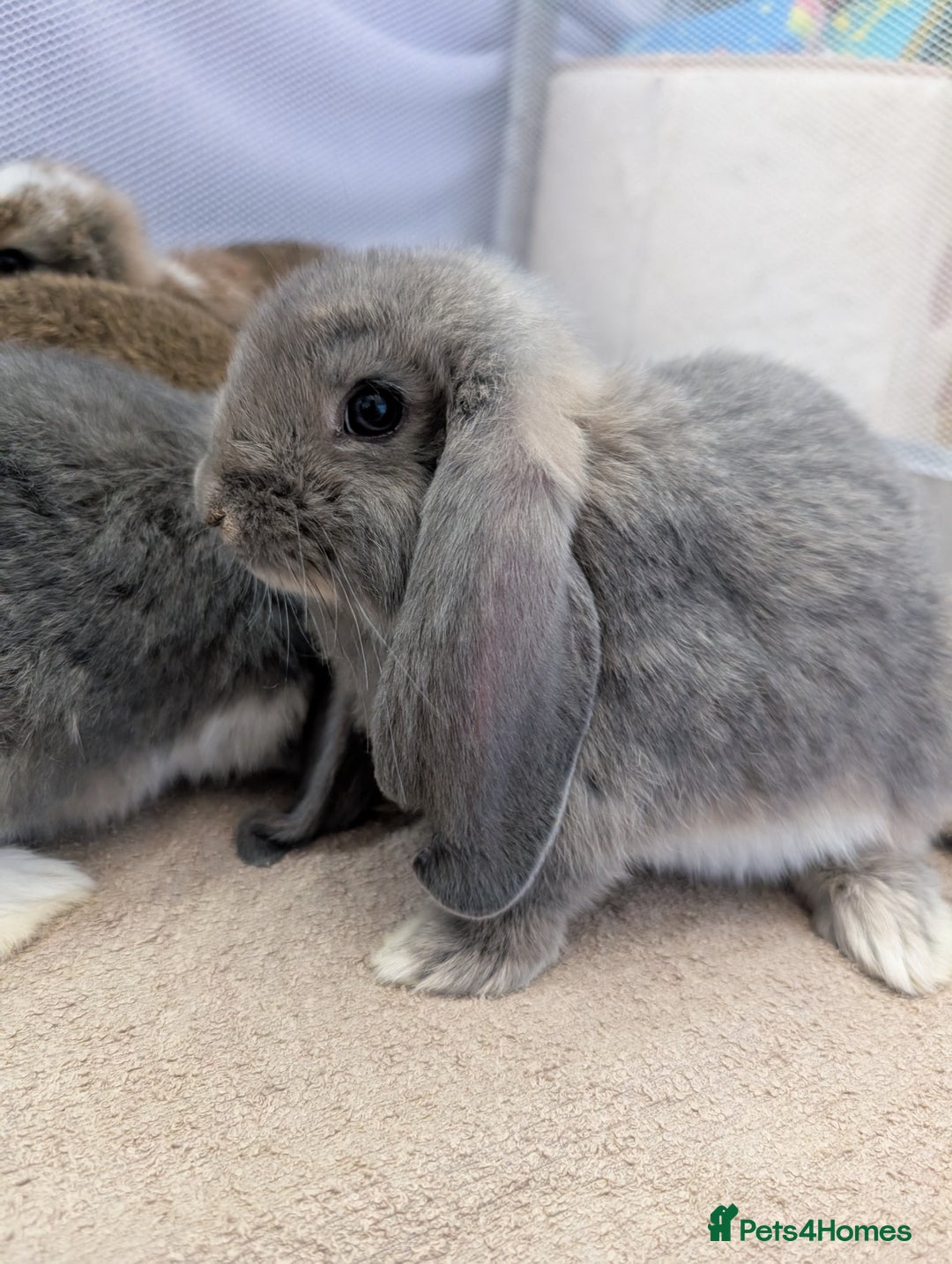 French Lop rabbits for sale: Beautiful Purebred French Lops For Sale - Image 8