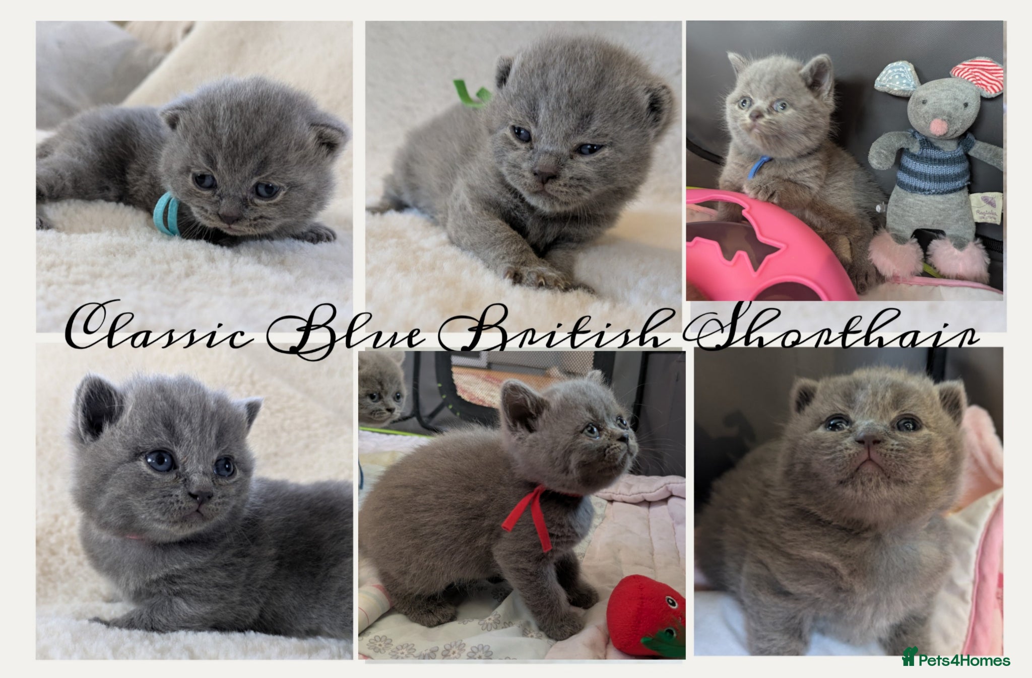 British Shorthair cats Purebred British Shorthair Kittens - Advert 17