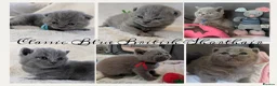 British Shorthair cats for sale: Classic Blue British Shorthair - Advert 1