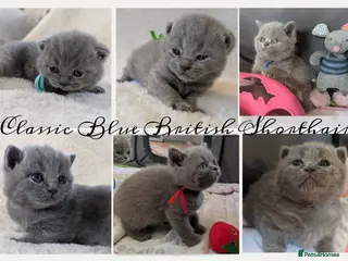 British Shorthair cats Purebred British Shorthair Kittens - Advert 17