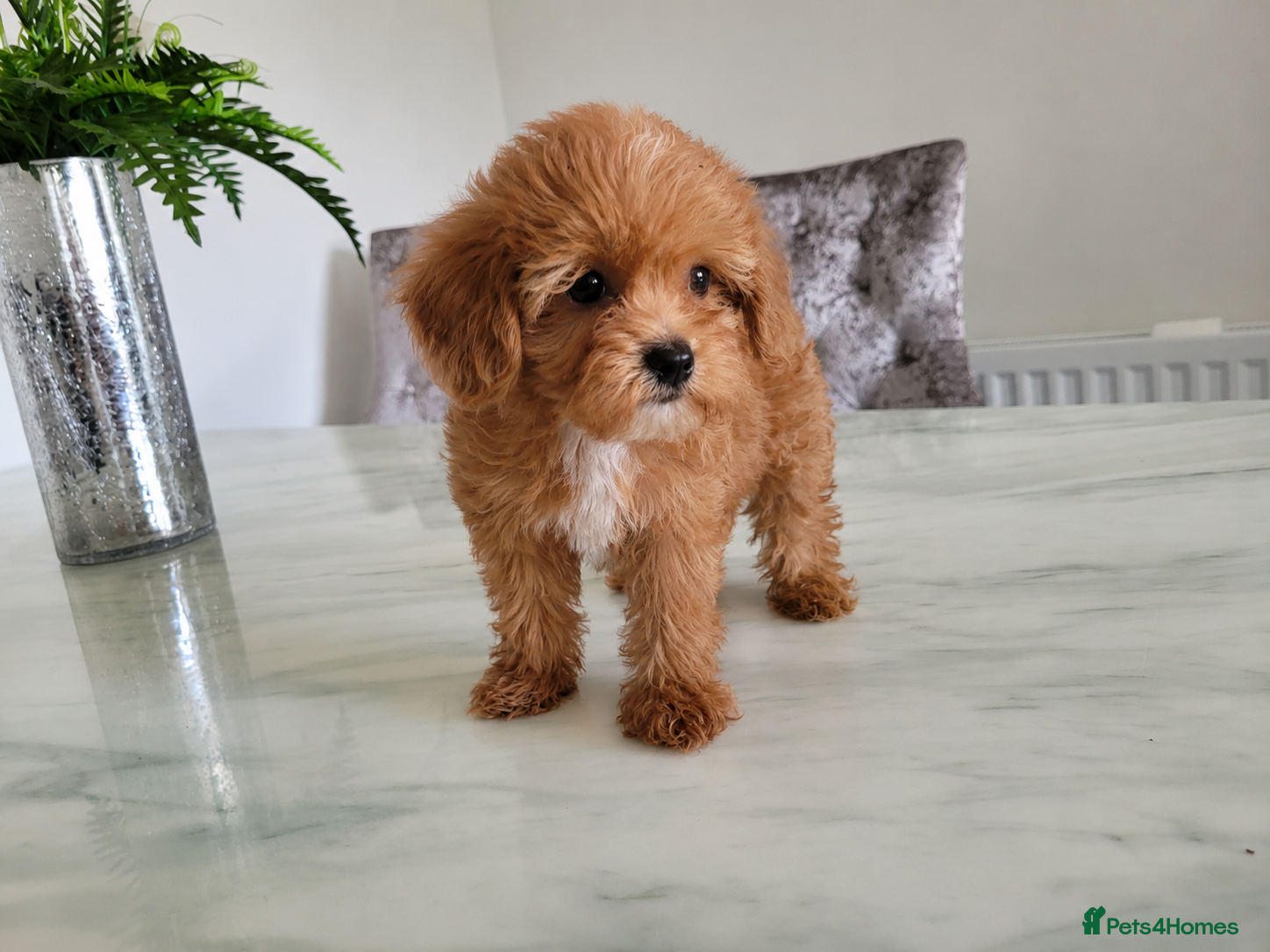 Maltipoo dogs for sale: 🔥Extra Tiny Asian maltipoos  🔥READY TO GO🔥  - Advert 5