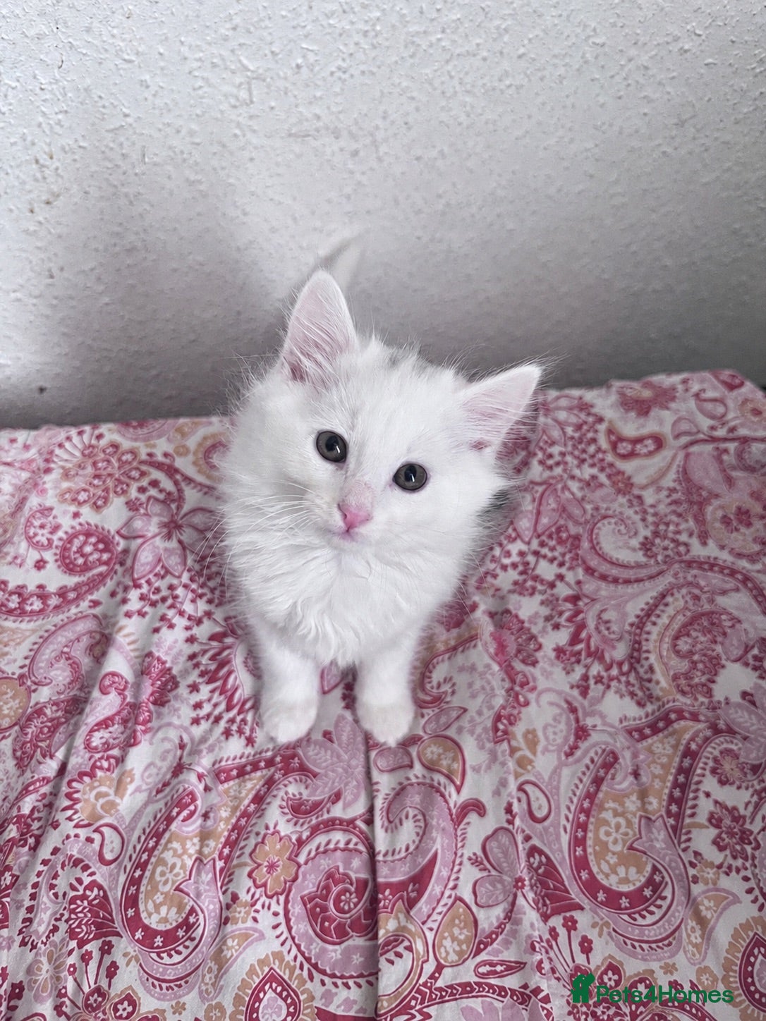 Siberian cats Siberian forest kittens 9 weeks old - Advert 5