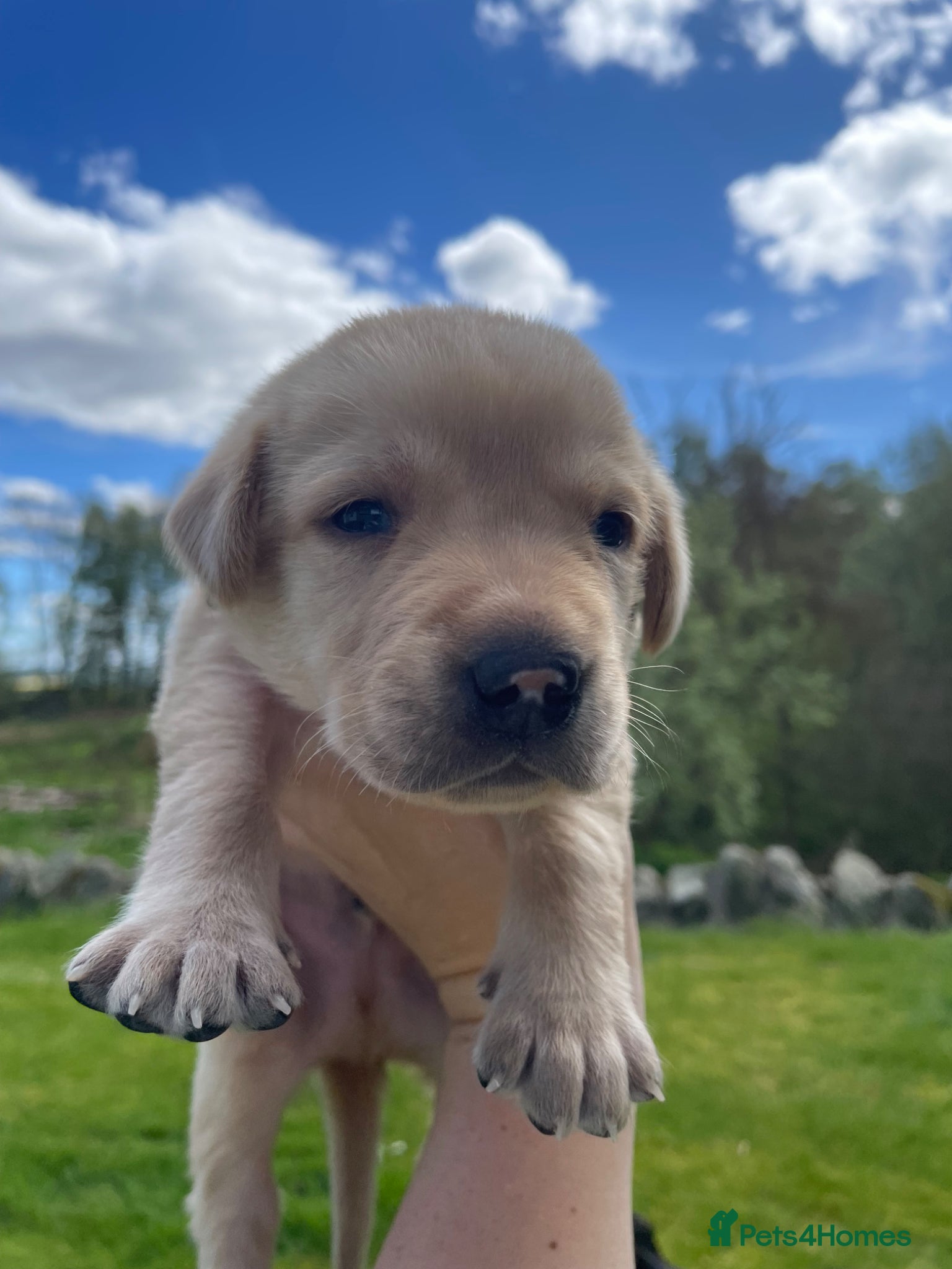 Labrador Retriever dogs 🐾KC Lab pups  - Advert 4