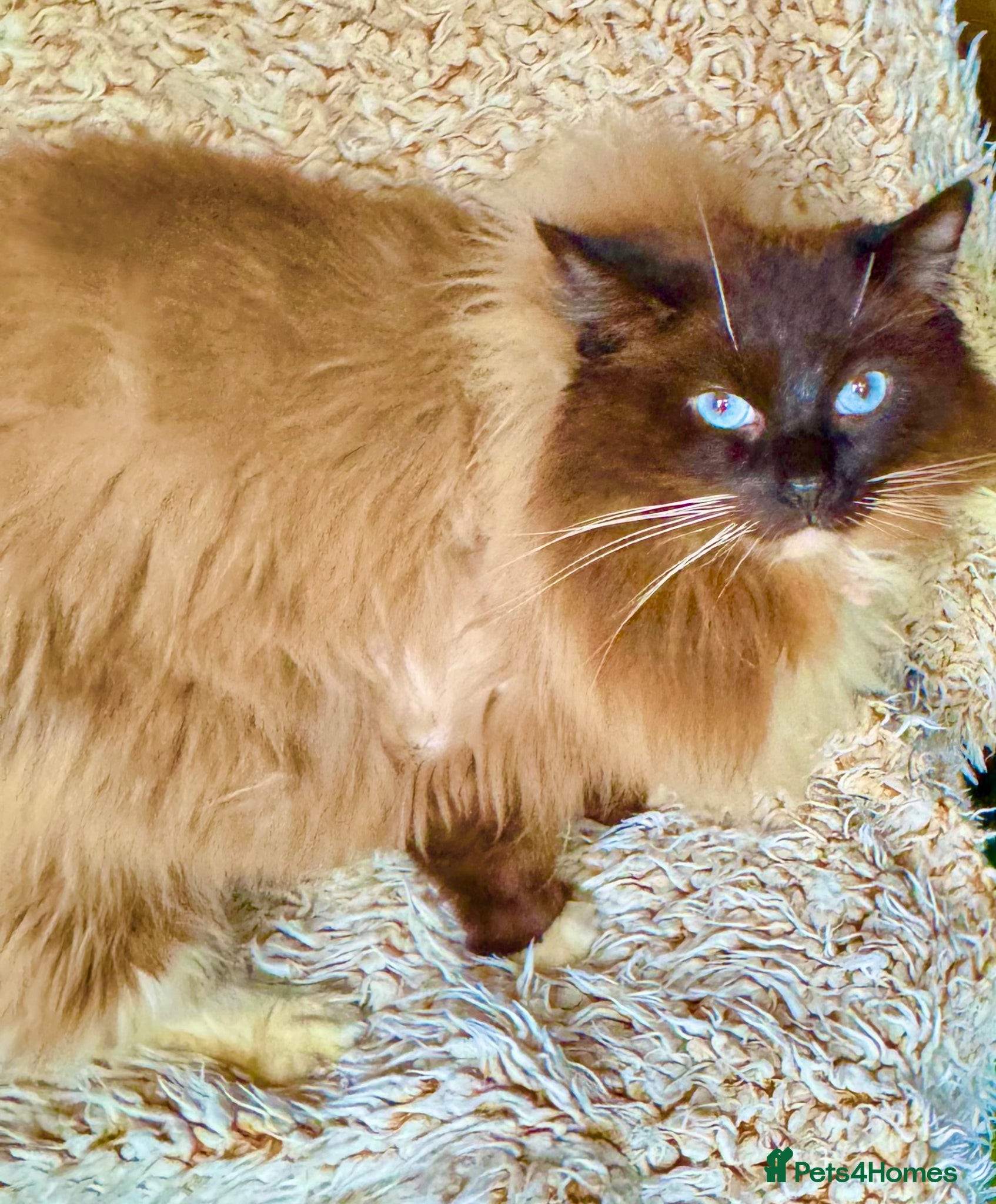 Ragdoll cats Cyborg ( STUD) Timmy) Gccf ACTIVE REG - Advert 1