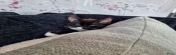British Shorthair cats for sale: kittens in Wallingford - Advert 4