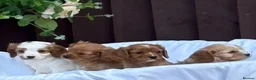 Cavapoo dogs for sale: Beautiful cavapoos  - Advert 13