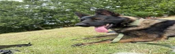 German Shepherd dogs for sale: Stunning kc male  - Advert 10