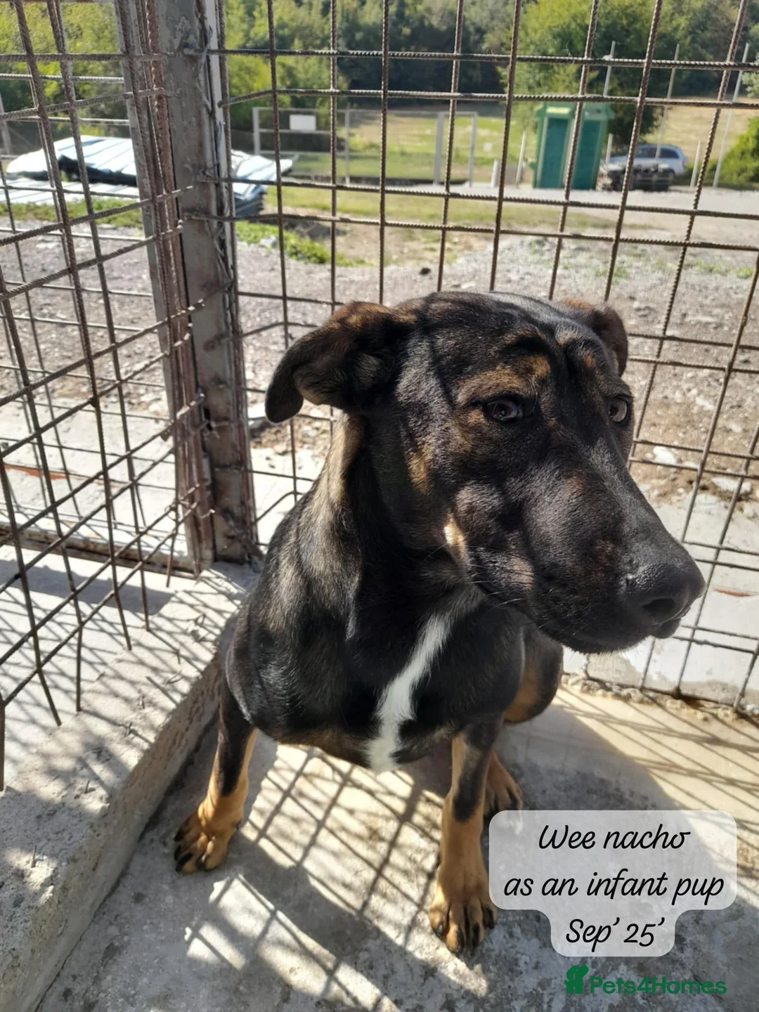 Mixed Breed dogs for adoption: Nacho, 10-12 months old. Available for adoption. in Brixham - Advert 2