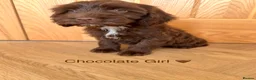 Cockapoo dogs for sale: ⭐ READY NOW ⭐ 2 LEFT! Beautiful Cockapoo puppies.  - Advert 3