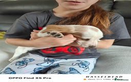 Basset Hound dogs for sale: Bassett Hound Puppies for Sale - Image 14