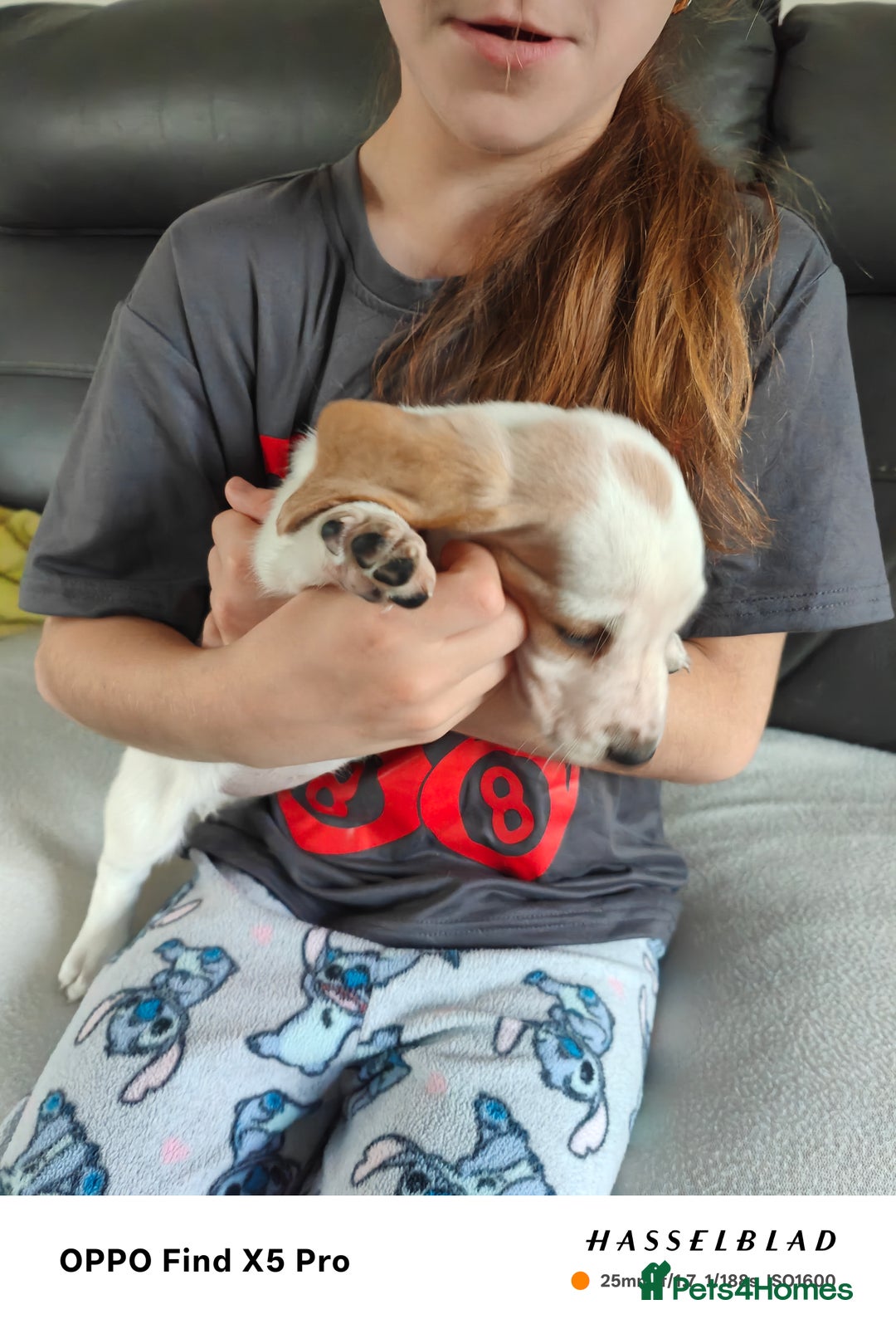 Basset Hound dogs for sale: Bassett Hound Puppies for Sale - Image 14