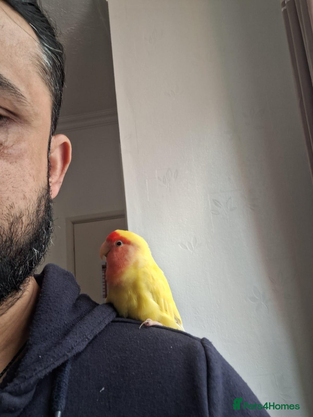 Conures birds for sale: Conure and Lovebird for Sale  - Image 6