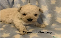 Poochon dogs for sale: F1 Poochon puppies  - Image 5