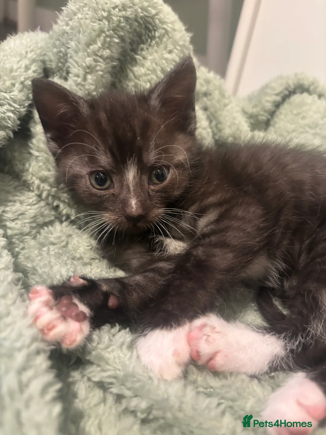 Mixed Breed cats for sale: Kittens for Sale  in Hamilton - Advert 11