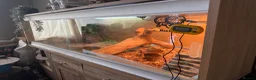 Bearded Dragon reptiles for sale: Bearded Dragon with full 4ft vivarium set up in Chesterfield - Advert 5