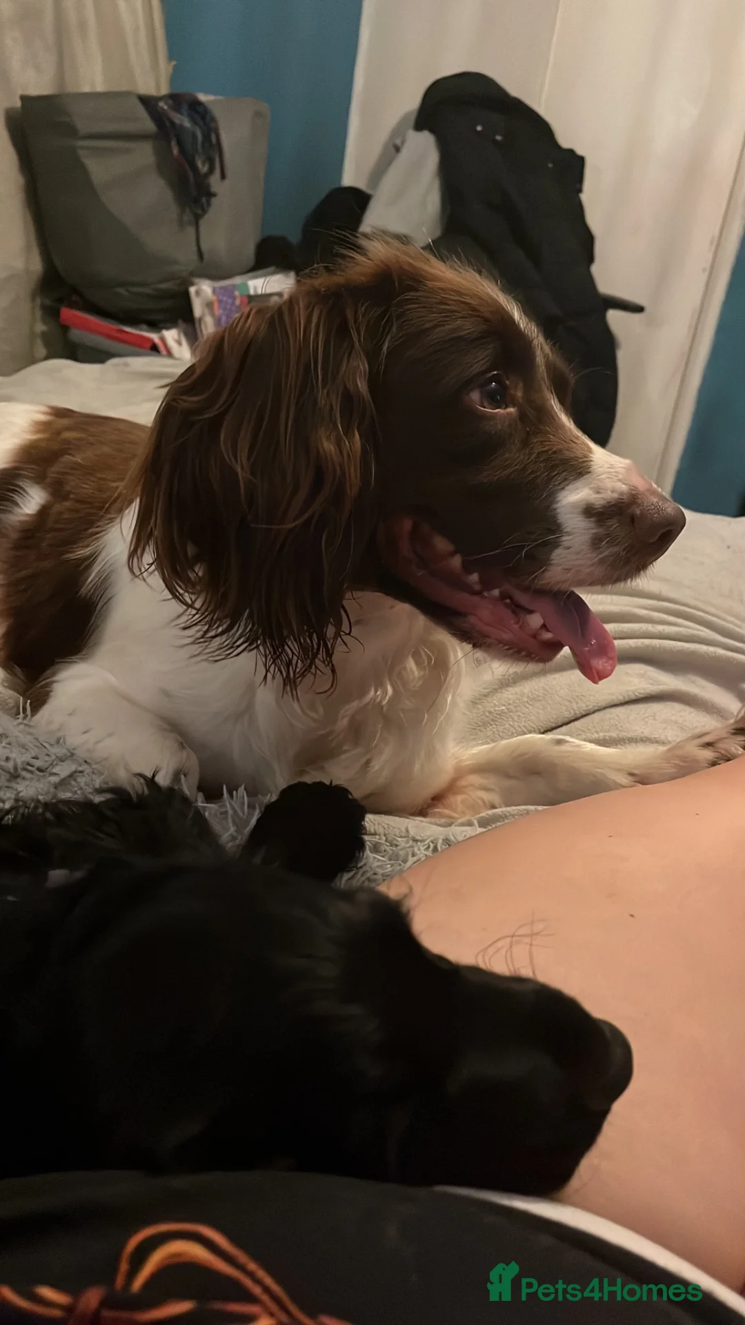 English Springer Spaniel dogs for sale: Rehome Springer spaniel in Bootle - Advert 1