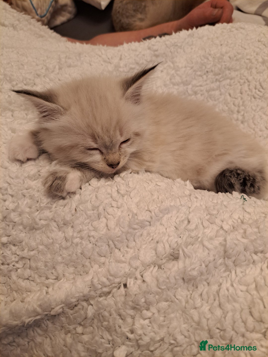 Mixed Breed cats for sale: Maine coon mix Girls💜 - Image 8