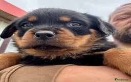 Rottweiler dogs for sale: 5-Generation Champion Line KC Rottweiler Puppies - Image 6