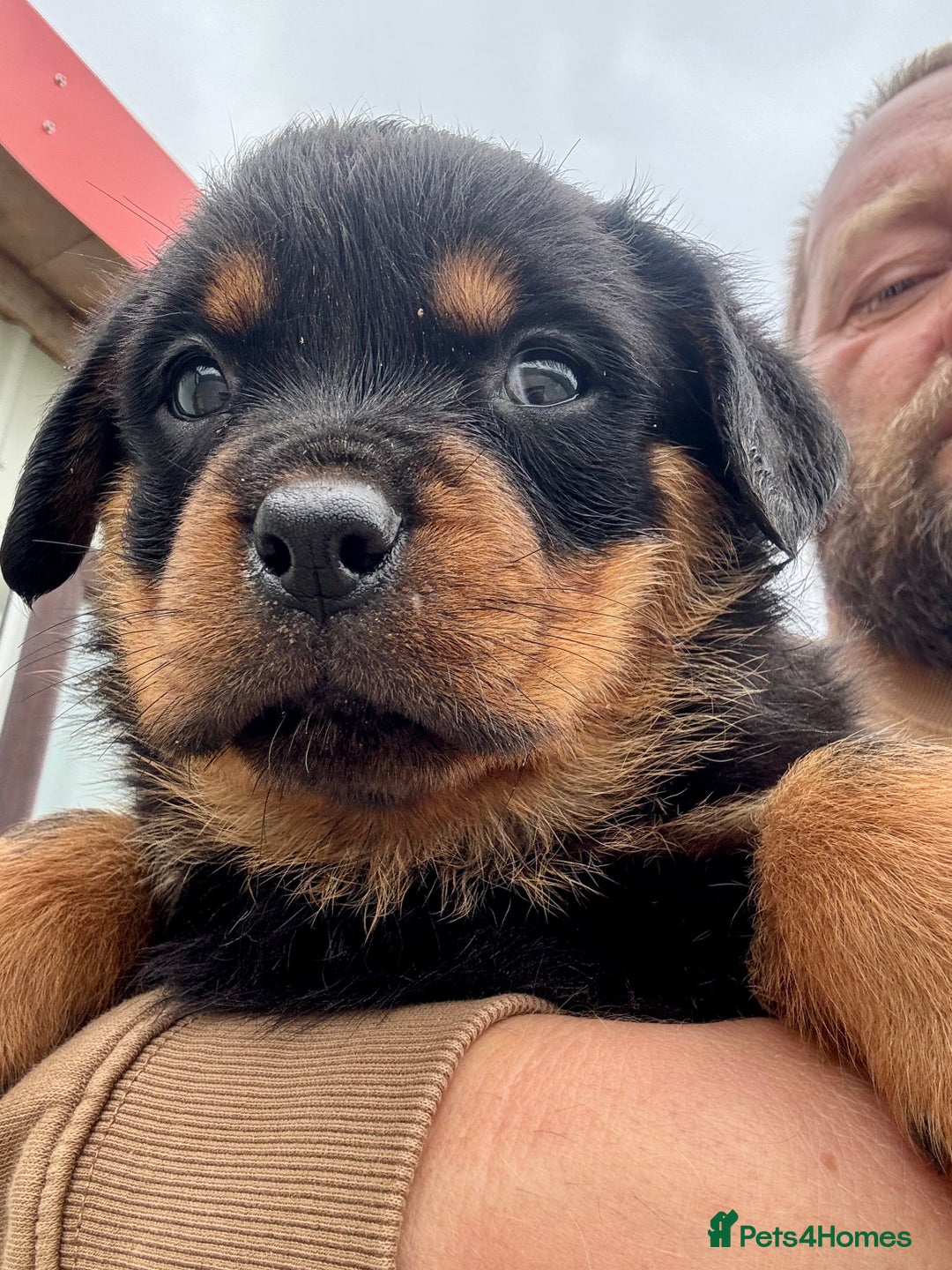 Rottweiler dogs for sale: 5-Generation Champion Line KC Rottweiler Puppies - Image 6
