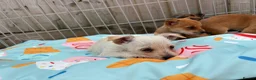 Mixed Breed dogs for sale: Jack Russell Cross Chorkie Puppies – Ready Now - Advert 11