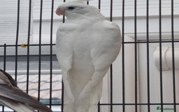 Cockatiels birds for sale: Baby male and female cockatiels for sale - Advert 14