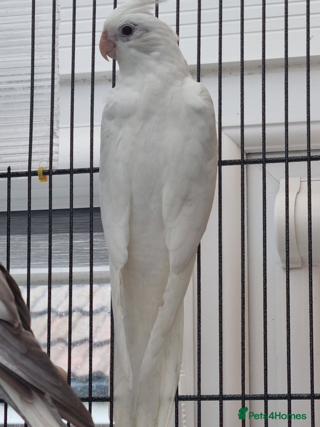 Cockatiels birds for sale: Baby male and female cockatiels for sale - Advert 14