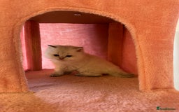 British Longhair cats for sale: TOP QUALITY BRITISH LONG HAIR KITTEN BOY  - Image 9