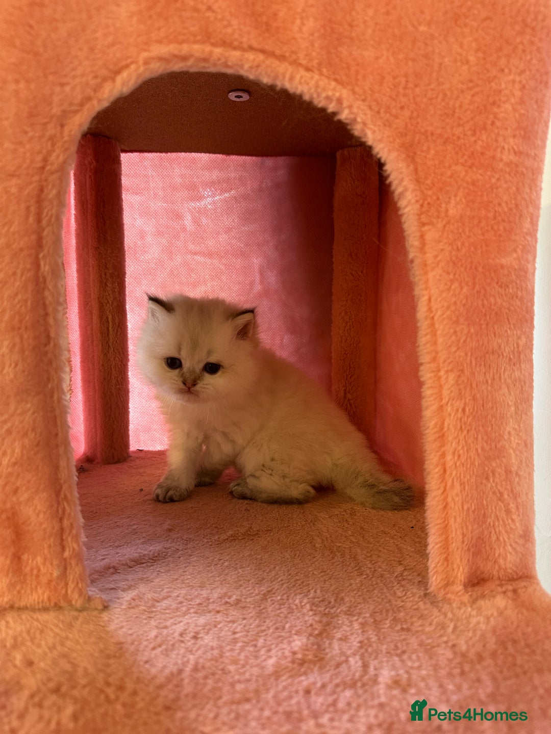 British Longhair cats for sale: TOP QUALITY BRITISH LONG HAIR KITTEN BOY  - Image 9