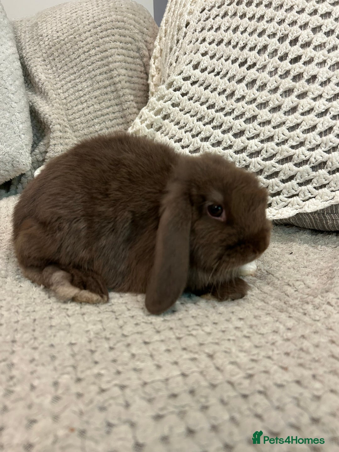 Mini Lop rabbits for sale: Pure Mini Lop Baby Rabbits  - Advert 8