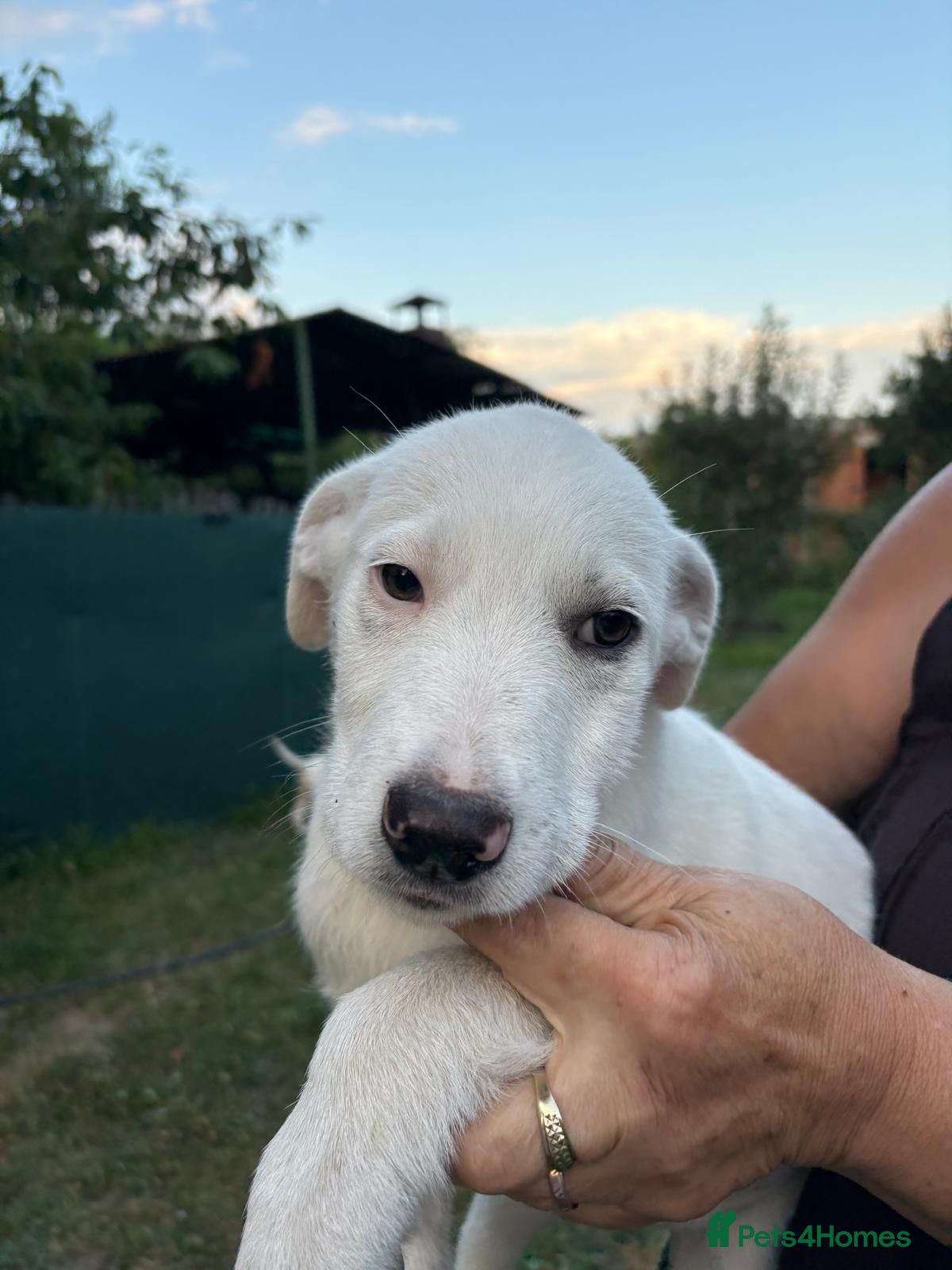Mixed Breed dogs 🤍 Beautiful CARLA - for a Loving Home 🐾 - Advert 2