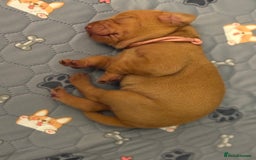 Hungarian Vizsla dogs for sale: Hungarian Vizsla Puppies - Outstanding Pedigree  - Advert 25