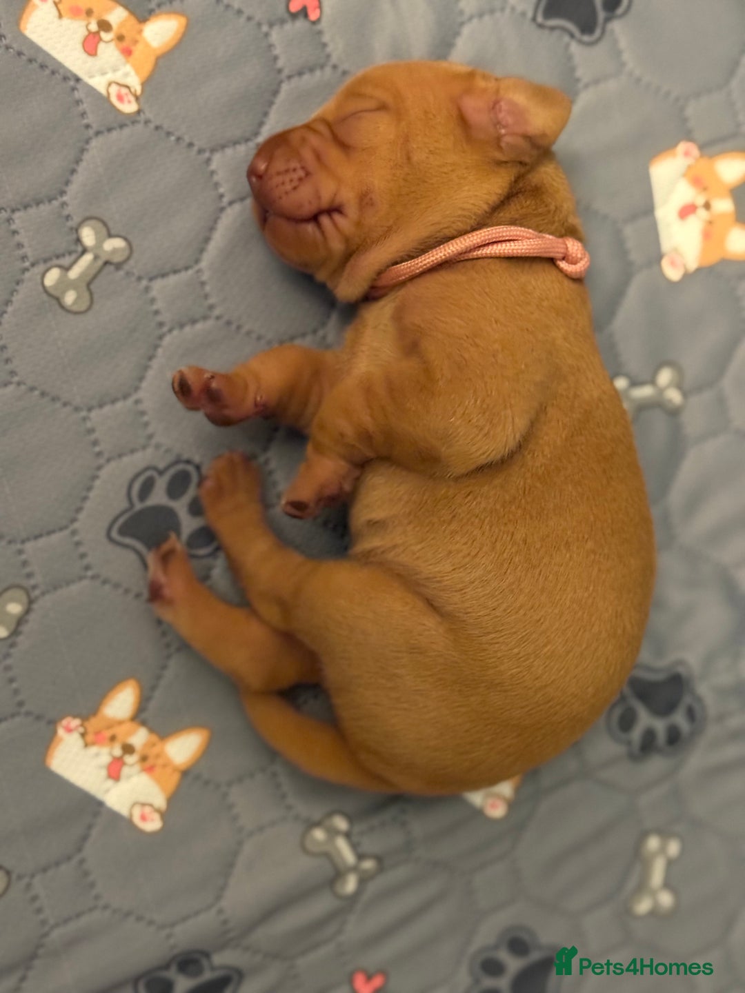 Hungarian Vizsla dogs for sale: Hungarian Vizsla Puppies - Outstanding Pedigree  - Advert 25