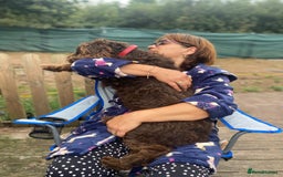 Lagotto Romagnolo dogs for adoption: DEXTER - a superb Lagotto boy for a Loving Home - Image 19