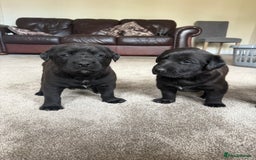 Mixed Breed dogs for sale: Labrador X Belgian Shepherd Belgiador  - Image 4