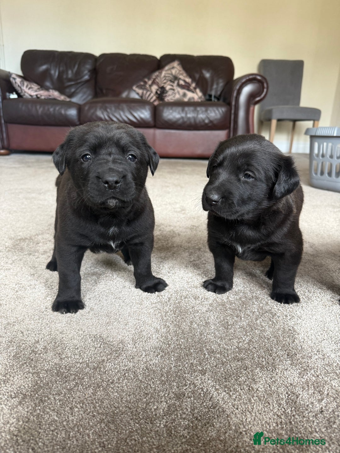 Mixed Breed dogs for sale: Labrador X Belgian Shepherd Belgiador  - Image 4