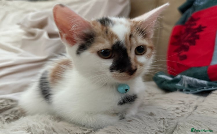 Domestic Shorthair cats - Advert 15