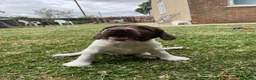 English Springer Spaniel dogs for sale: Gorgeous springer spaniel pups - Advert 11