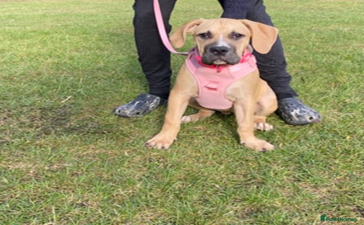 Boerboel dogs - Advert 1