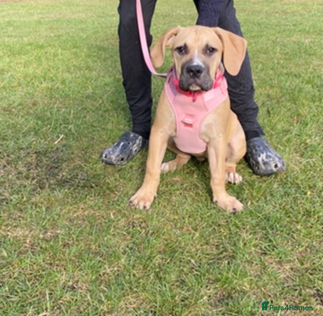 Boerboel dogs for sale: Meet our lovely Sahara! 5Month old boerbel.  - Image 1