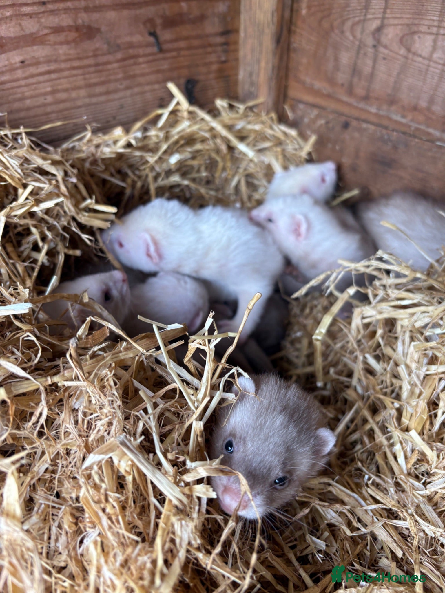 Ferret rodents Ferret kits for sale  - Advert 1