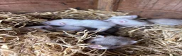 Ferret rodents for sale: Ferret kits for sale  - Advert 1