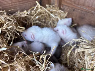 Ferret rodents Ferret kits for sale - Advert 1