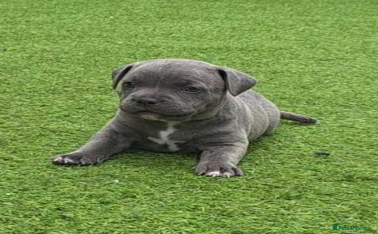 Staffordshire Bull Terrier dogs - Advert 1