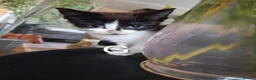 Mixed Breed cats for sale: 2 boys, 1 girl kitten  - Advert 3