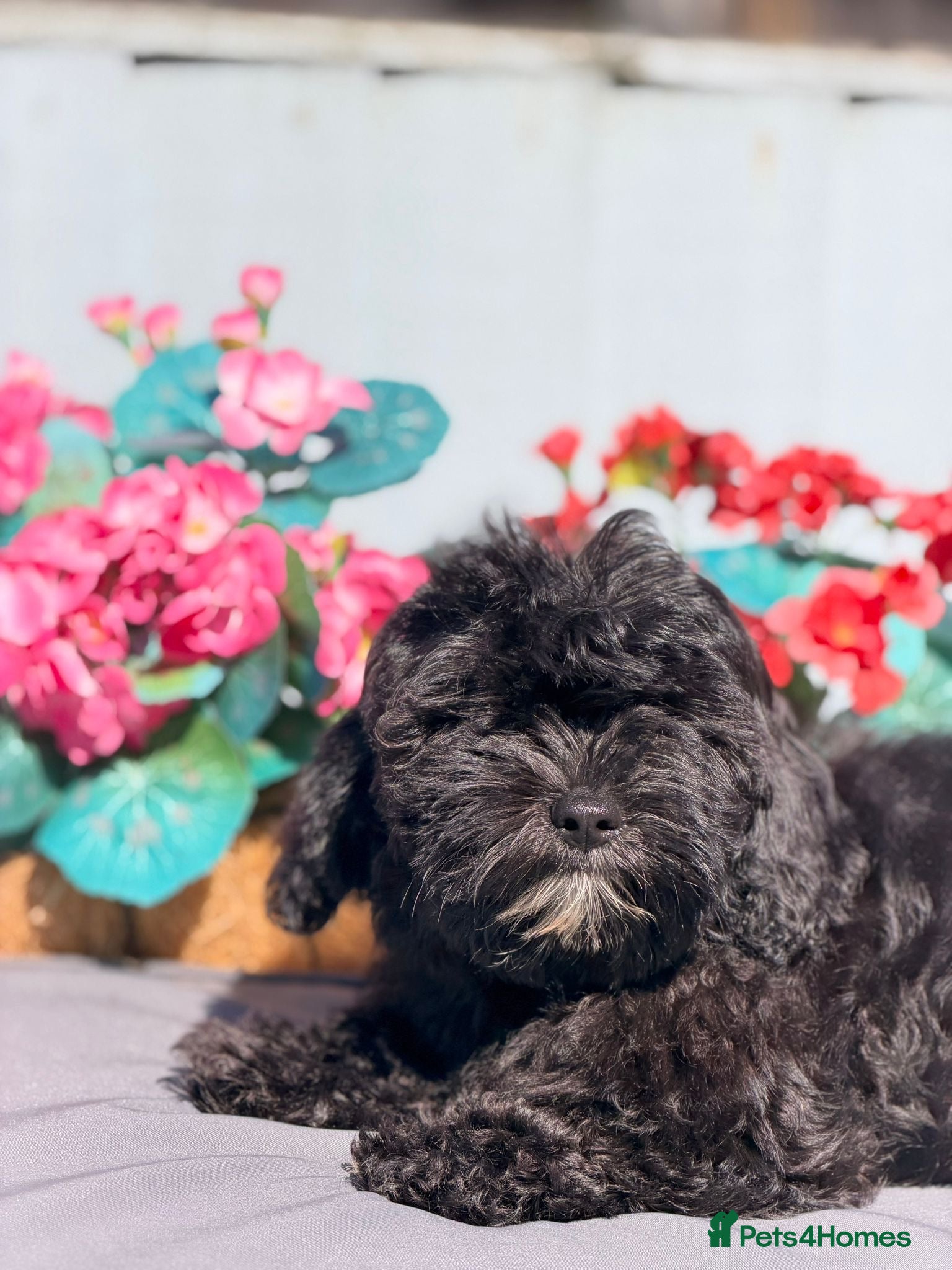 Shihpoo dogs £750 Health Tested,READY TO GO - Advert 2