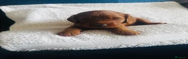Cockapoo 5